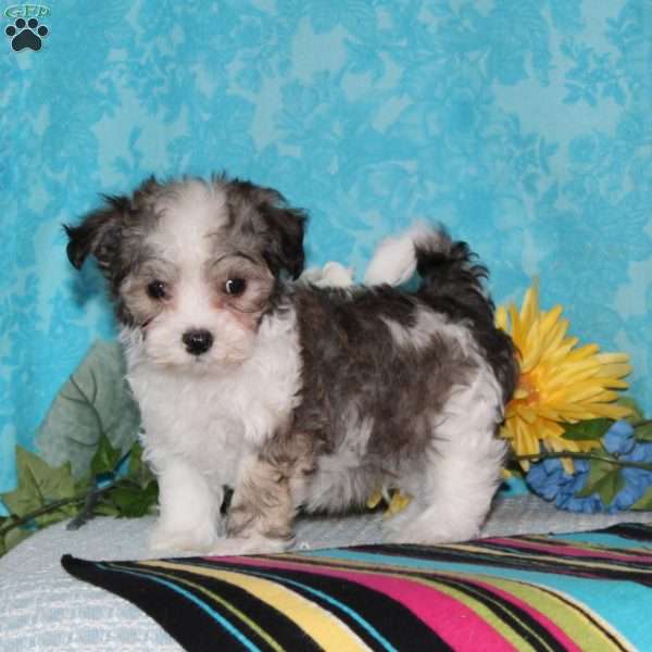 Mallard, Maltipoo Puppy